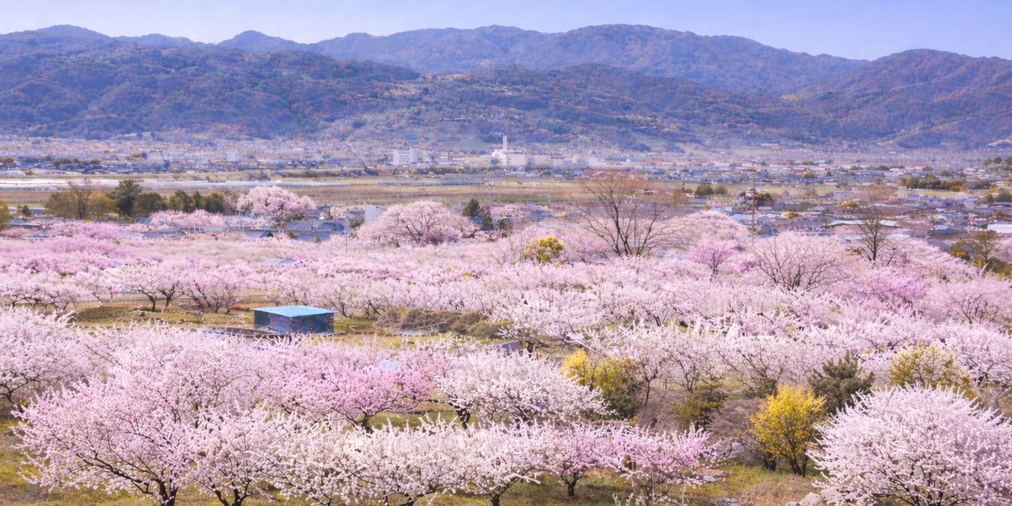 あんずの里　長野県千曲市